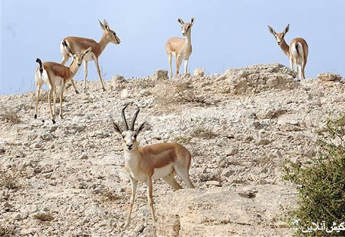 دشت آهوان جزیره هرمز