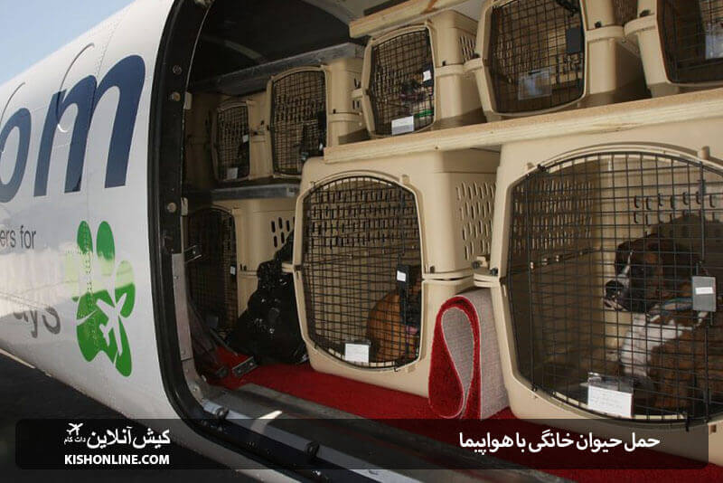 حمل حیوان خانگی با هواپیما