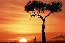 تور افریقا